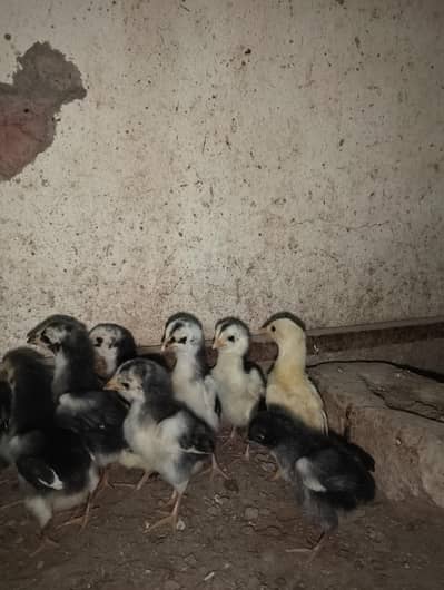 asell chiks