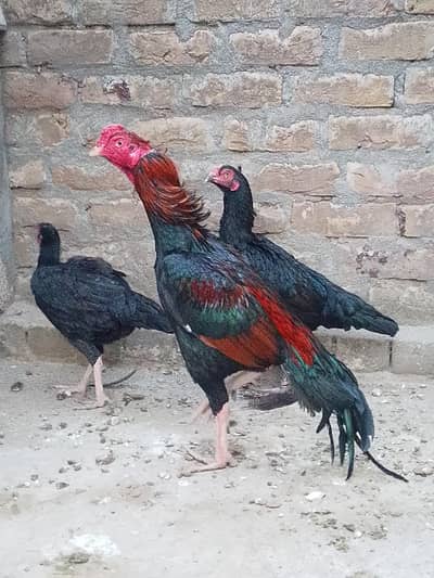 aseel mianwali