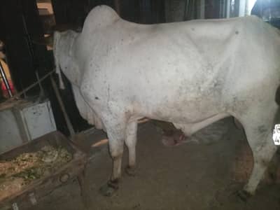 panjab nasal ka janwer hain 2 daate hogye hain ghar ka pala hua hain