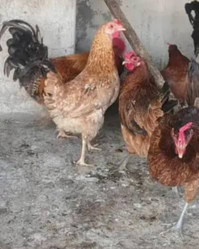 egg laying golden misri 6 hen 1 male