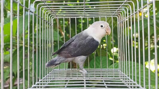 Opaline pair