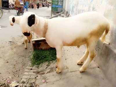 Jodi hai ghar k paly huye hain