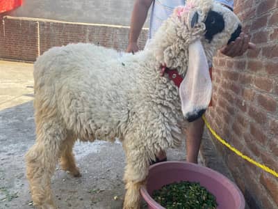 qurbani ka leya bakra