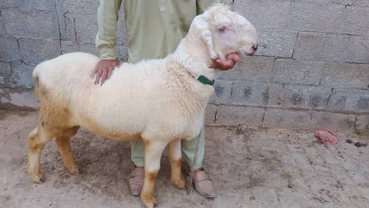 Eid KY leya chatrray gar k paly huwy