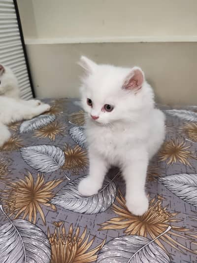 male Persian kittens 3 coated