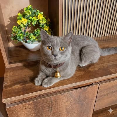 grey tom Persian singal cot