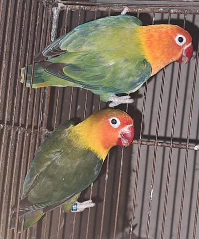 Beautiful Breeder Green Opline (Split Palefallow) pair. 03116130712