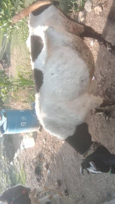 cow urgent for sale
