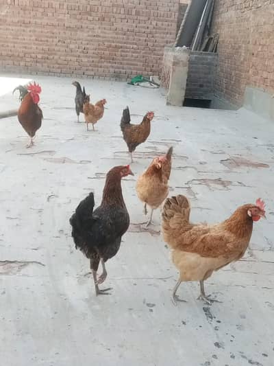 hens for sale ,