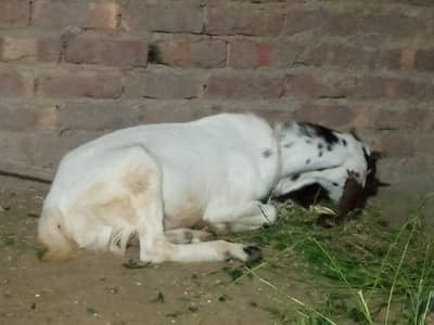 bakra