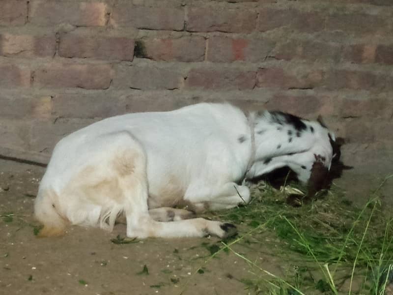 bakra 0