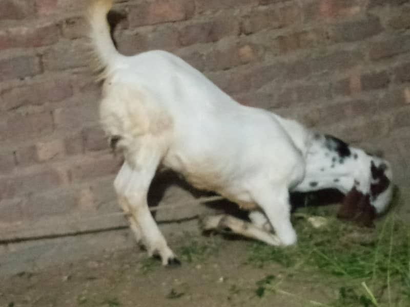 bakra 1