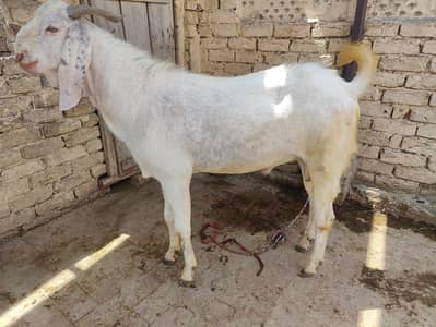 2 goats for sale