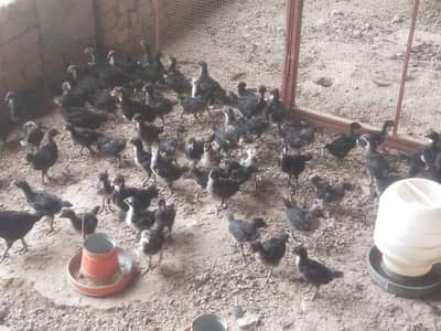 Australorp Layer Chicks / Australorp hen /Desi Hens / murgi