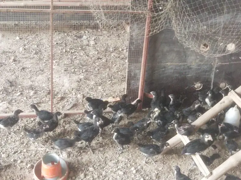 Australorp Layer Chicks / Australorp hen /Desi Hens / murgi — photo 2