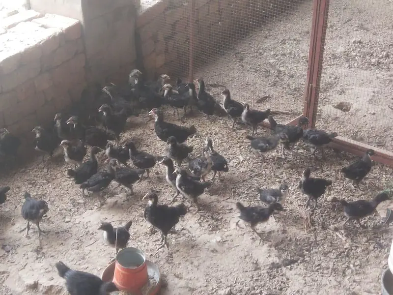 Australorp Layer Chicks / Australorp hen /Desi Hens / murgi — photo 3