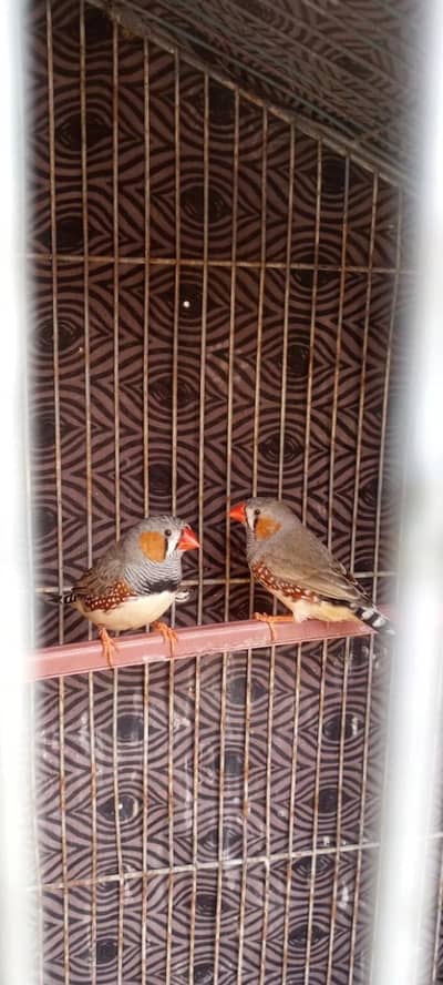 Finch