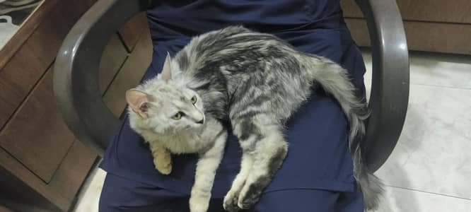persian cat for sale