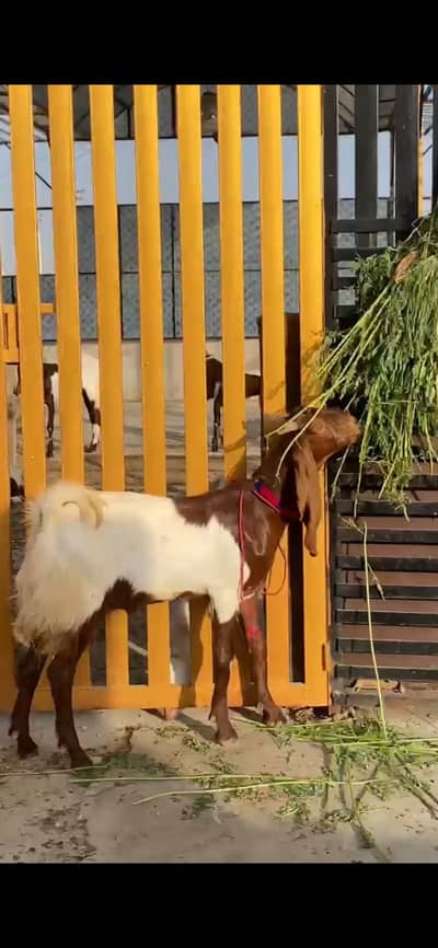 2 DANT BAKRA