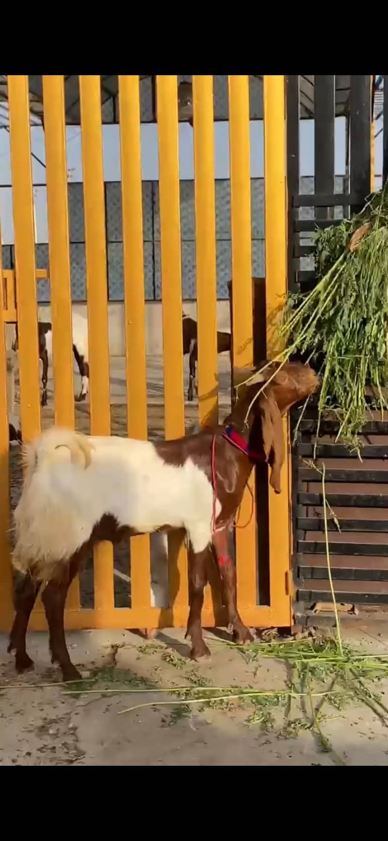 2 DANT BAKRA 0