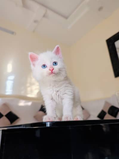 pure Persian kitten