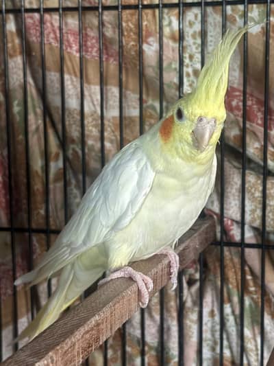 COCKATIEL PIAR