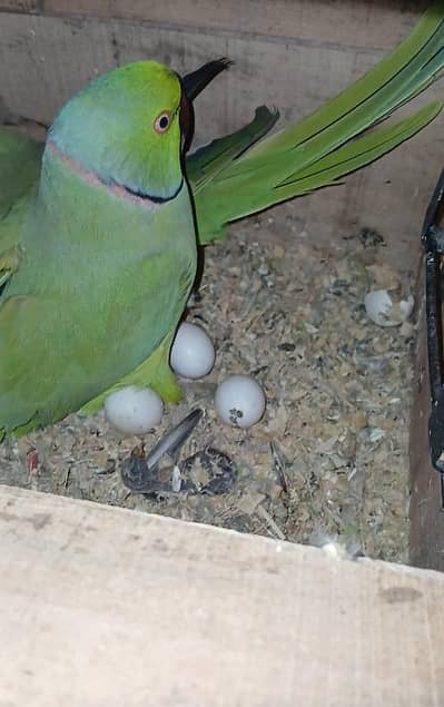 Ringneck Pair With Eggs And Box - Breeder Ringneck Pair - Ringneck Egg