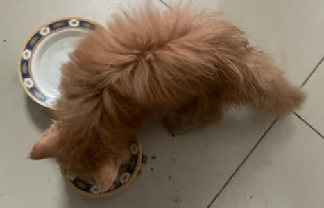 male vaccinated playful persian kitten for sale