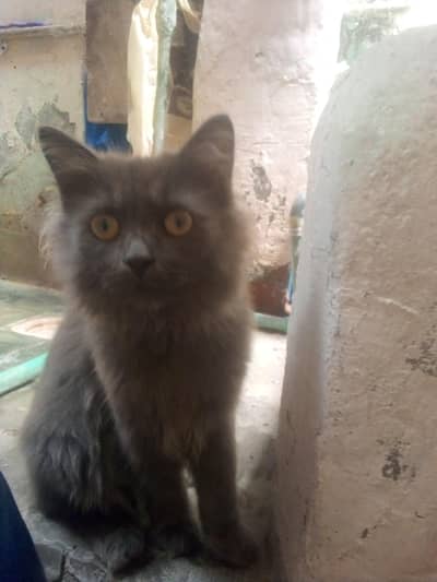 male cat 1 years old