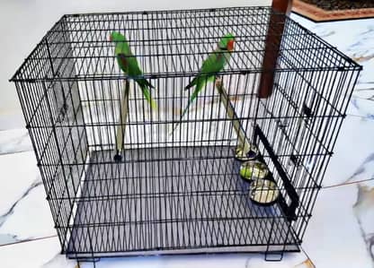 Breeder Cage With Box For Pair Of Raw Parrots (پہاڑی طوطے)