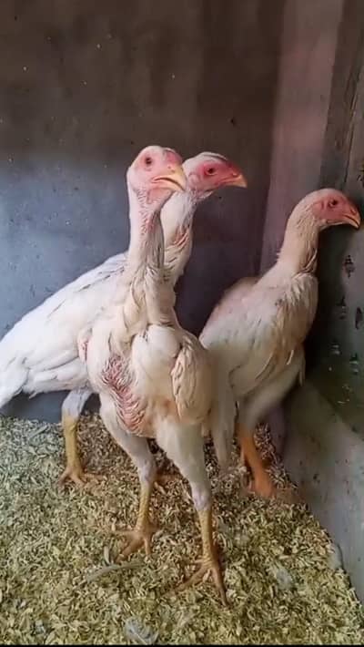 White Oh shamo females long highted