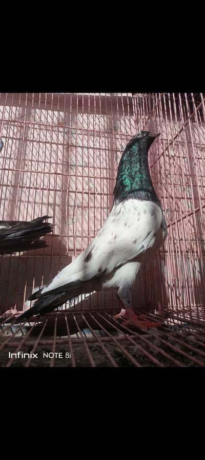 ferozpuri male