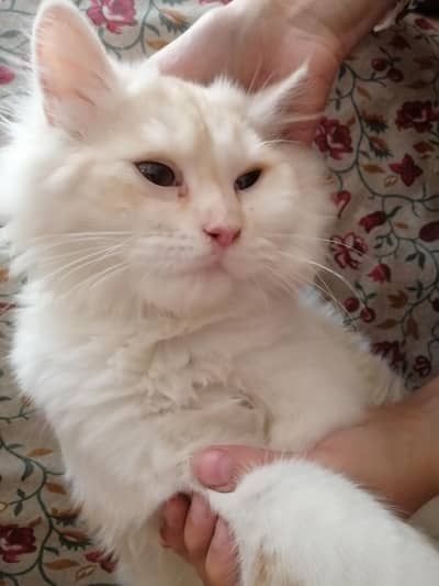Persian cat for sale