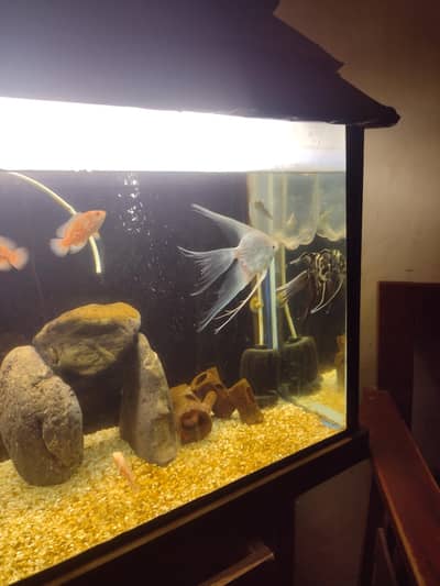 albino fire & red chili Oscar,puffer fish, high fin jambo angel