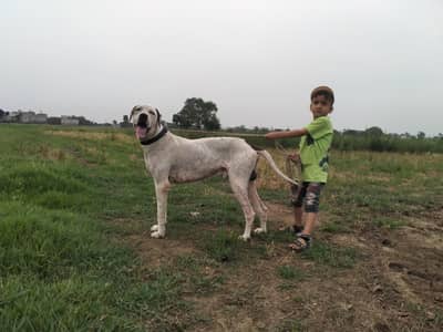bully dog forsale location Sialkot 03203652093