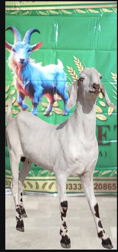 Bakra