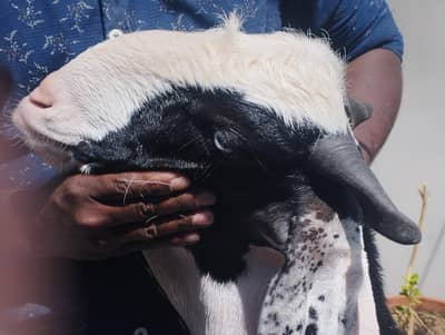 Gulabi ablak 2 dant bakra for qurbani