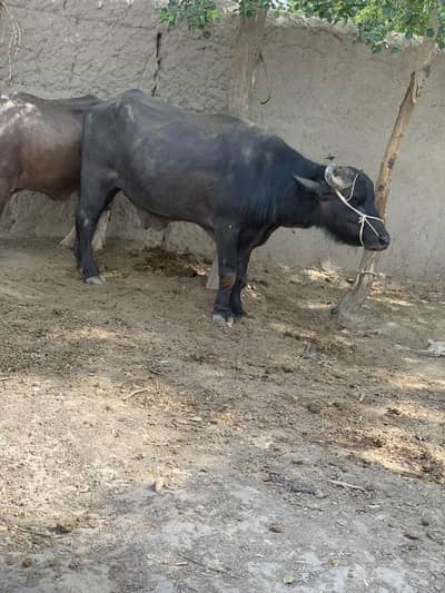 buffalo for qurbani