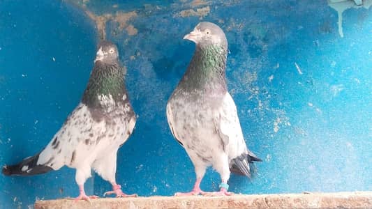 Salary Taddi