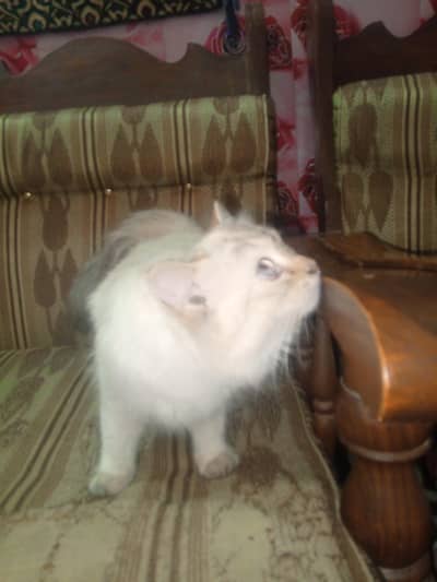 Persian cat
