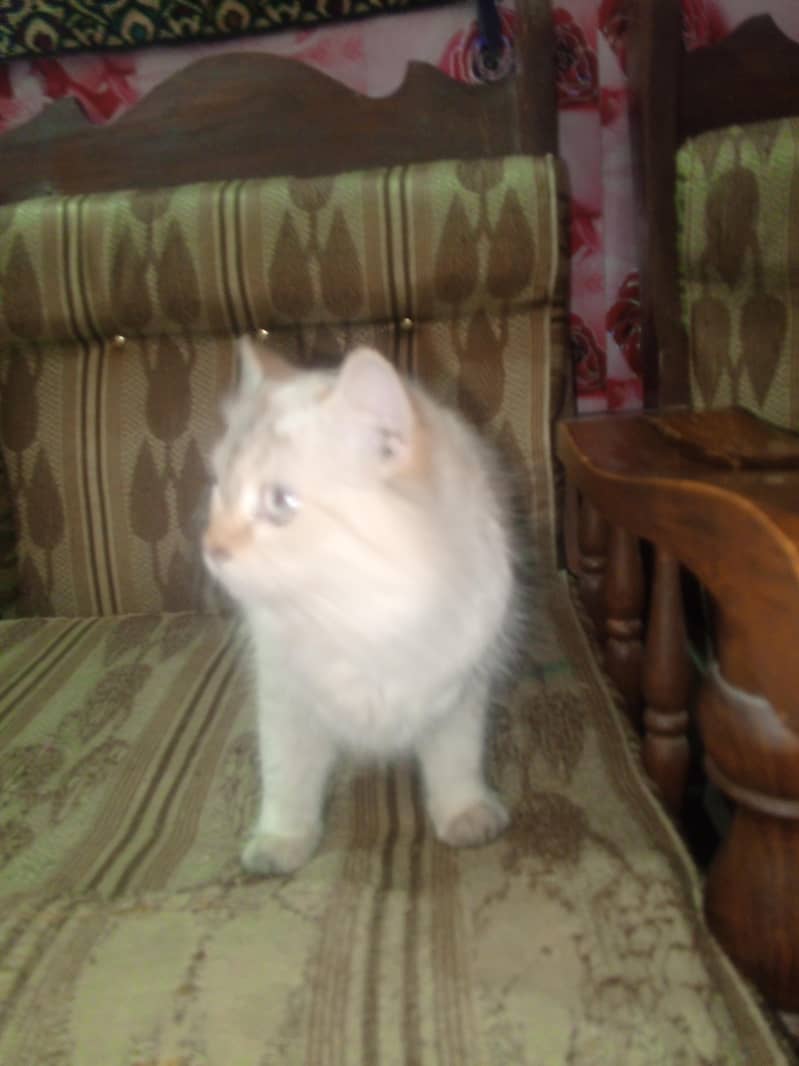 Persian cat 1