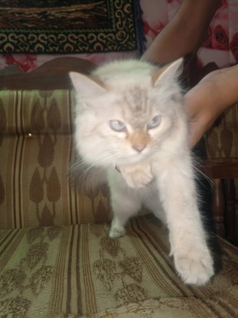 Persian cat 2