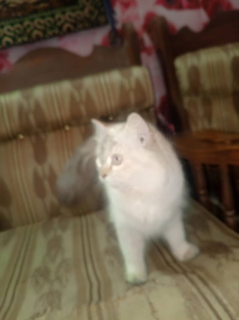 Persian cat 3