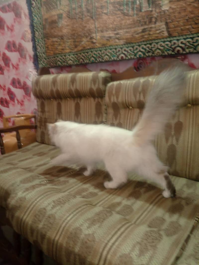 Persian cat 4