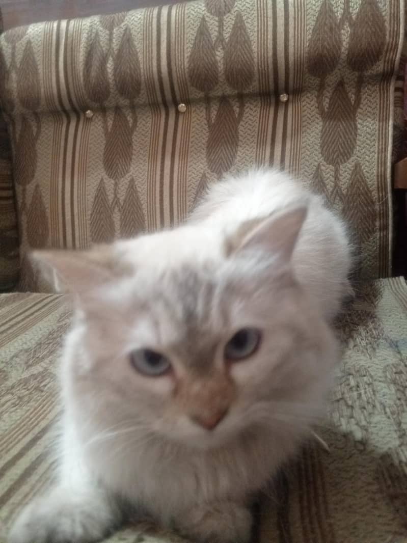 Persian cat 5