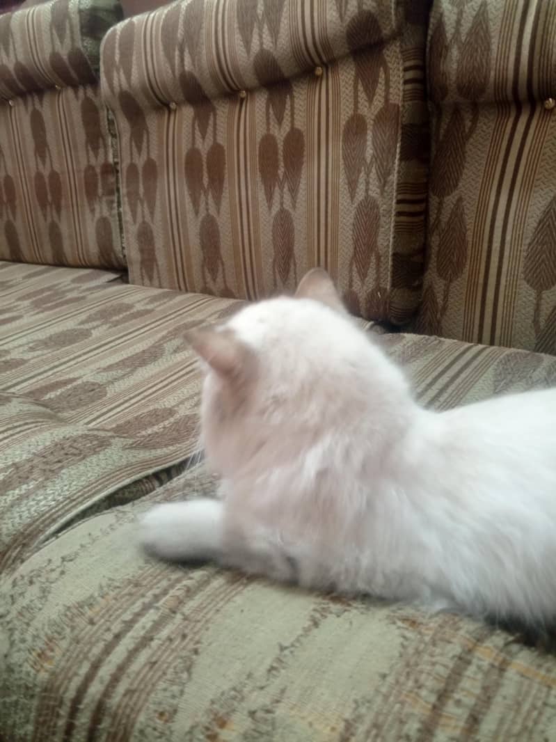 Persian cat 6