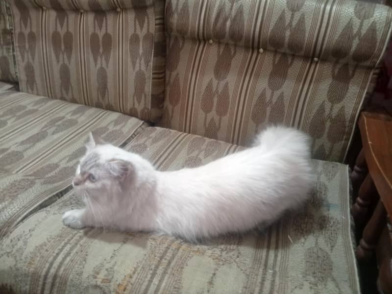 Persian cat 7