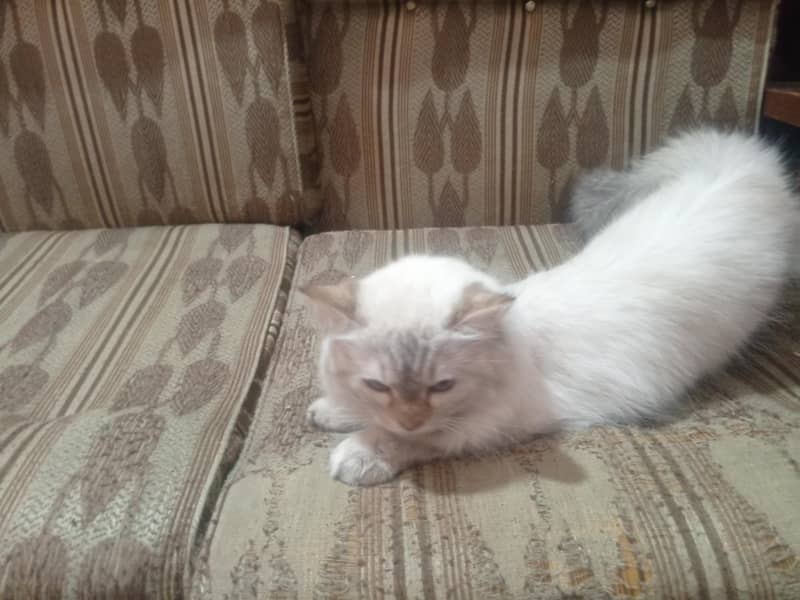 Persian cat 8