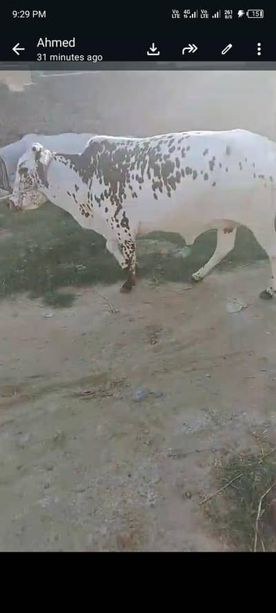 Qurbani Ke Liye Behtareen cow