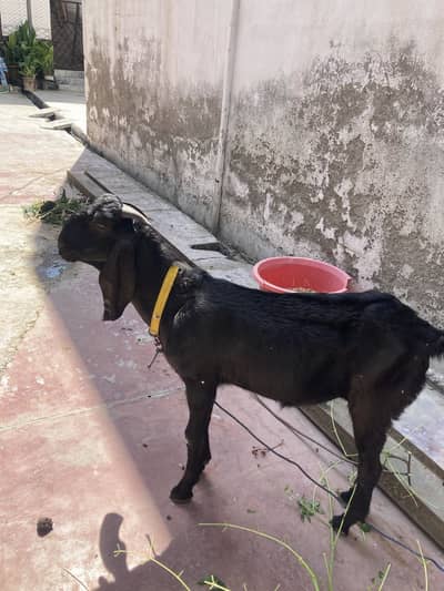 Bakra